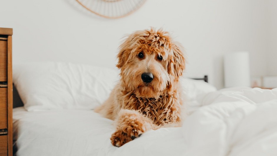Вредно ли брать собаку к себе в постель?