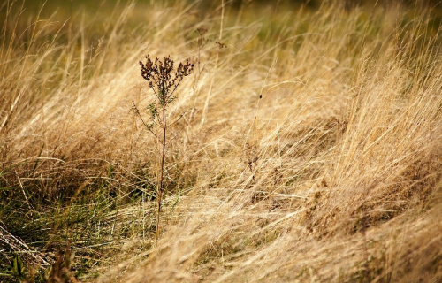 Опасность сухой травы