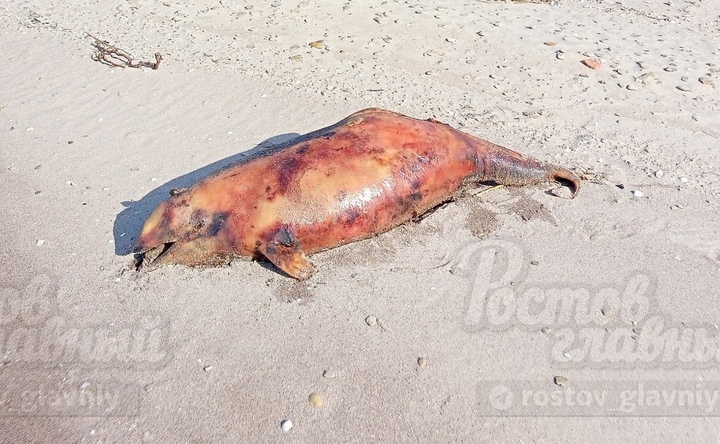 Туши дельфинов выбросило на берег Таганрогского залива в Азовском районе