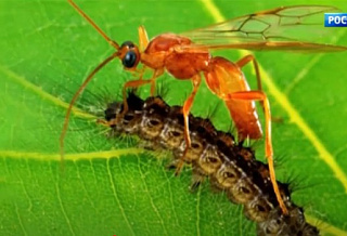 Вредителей на донских полях вновь стали уничтожать с помощью полезных насекомых