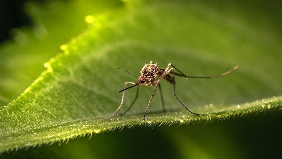 Все, что вы хотели знать о комарах: 4 научных факта