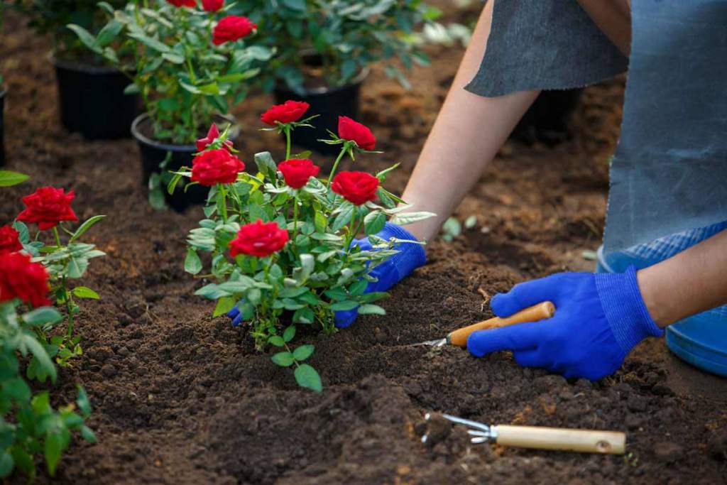 Как посадить и чем подкормить розы и пионы