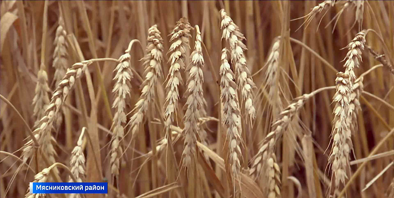 Жатва на Дону превратилась в испытание: чем чреваты обильные дожди для урожая пшеницы