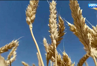 С полей Дона уже собрали больше 10 миллионов тонн зерна