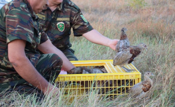 В Азовском районе 300 фазанов выпустили в естественную среду обитания