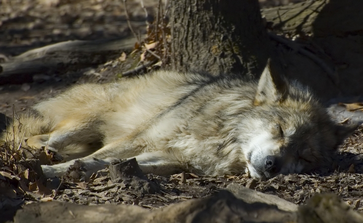 В Азовском районе охотники убили огромного волка, терроризировавшего селян