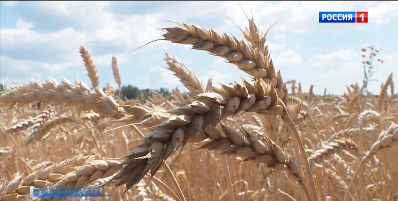 Более 430 тысяч тонн зерна отправили на экспорт из Дона в августе