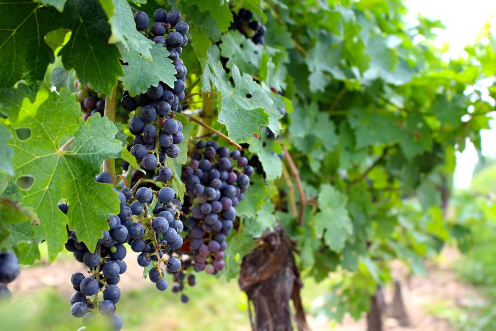 Уход за виноградом в осенний период