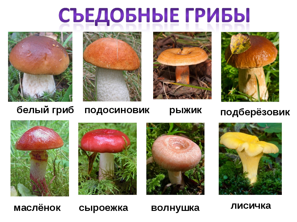 все съедобные грибы россии название