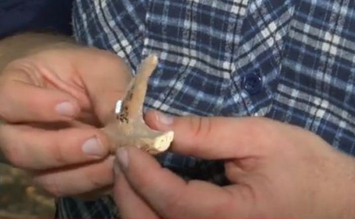 В Азове археологи обнаружили загадочное орудие из кости белуги