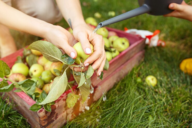 Какая подойдет подкормка яблонь осенью удобрениями
