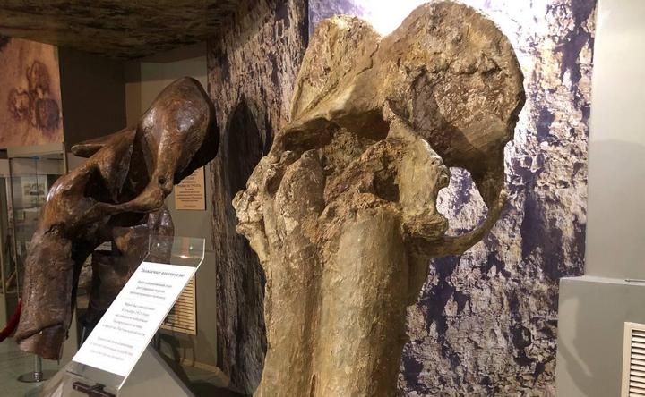 В Азовском музее–заповеднике смонтировали гигантский череп трогонтериевого мамонта