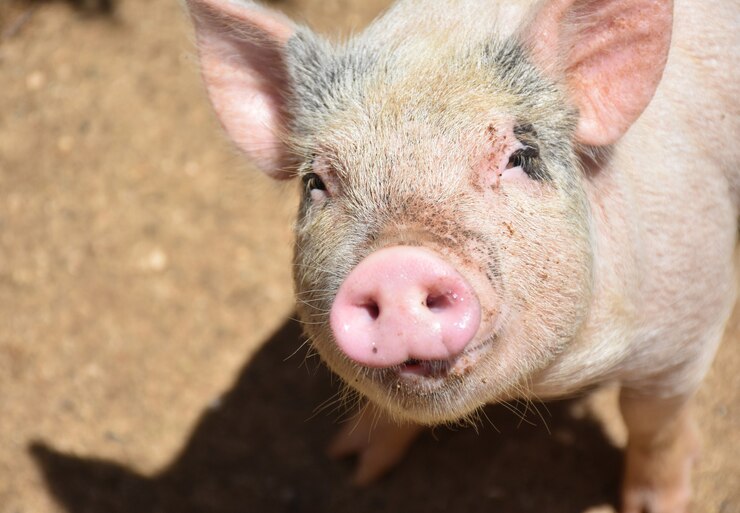 В Азовском районе объявили карантин из–за африканской чумы свиней