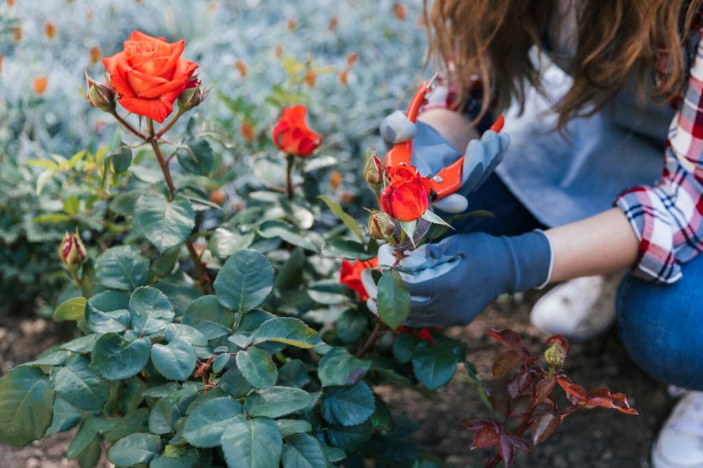 Как ухаживать за розами весной