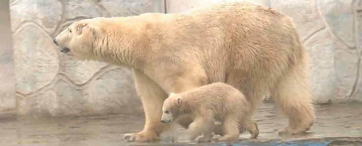 Многодетные семьи смогут бесплатно посещать Ростовский зоопарк в этом году
