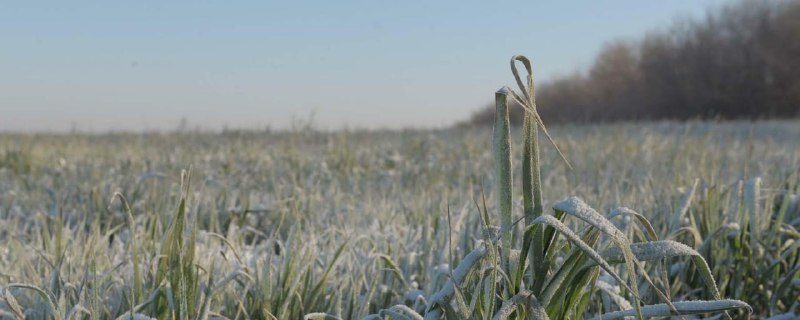 В Азовском районе продолжается оценка ущерба, нанесенного сельскому хозяйству майскими заморозками