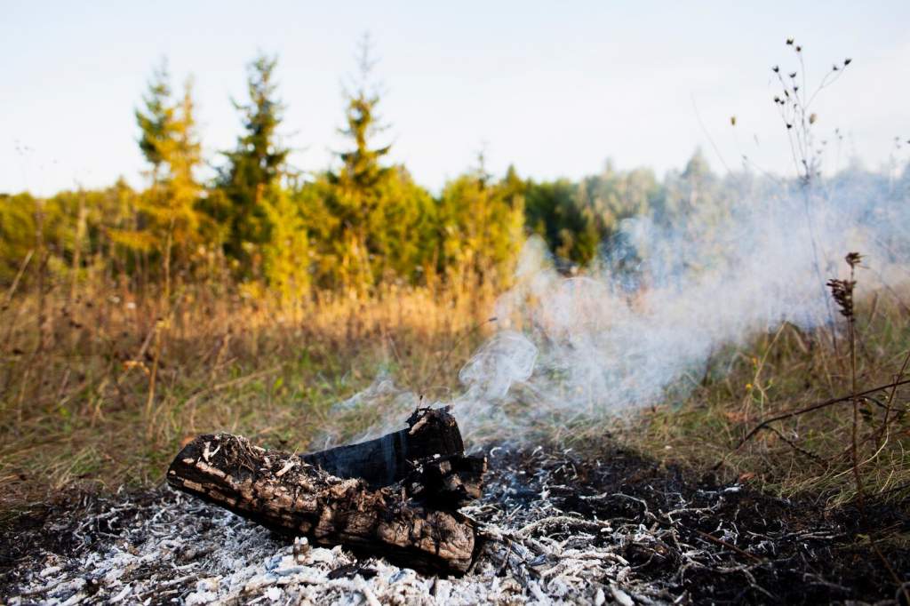 В Ростовской области с 1 мая ограничено пребывание в лесах