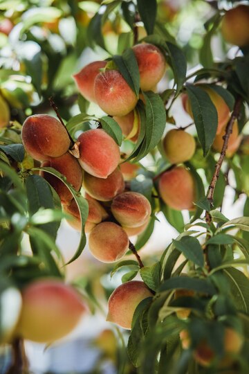Персик: как ухаживать, чтобы получить богатый урожай