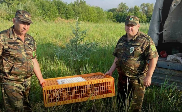 В Азовском районе выпустили на волю 100 фазанов