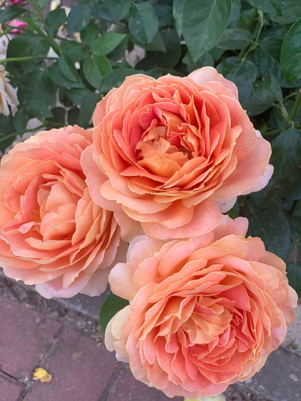Розы: Как ухаживать за «королевой сада» летом