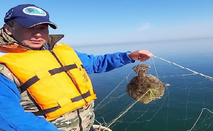 Количество выловленной камбалы в Азовском море увеличилось в полтора раза
