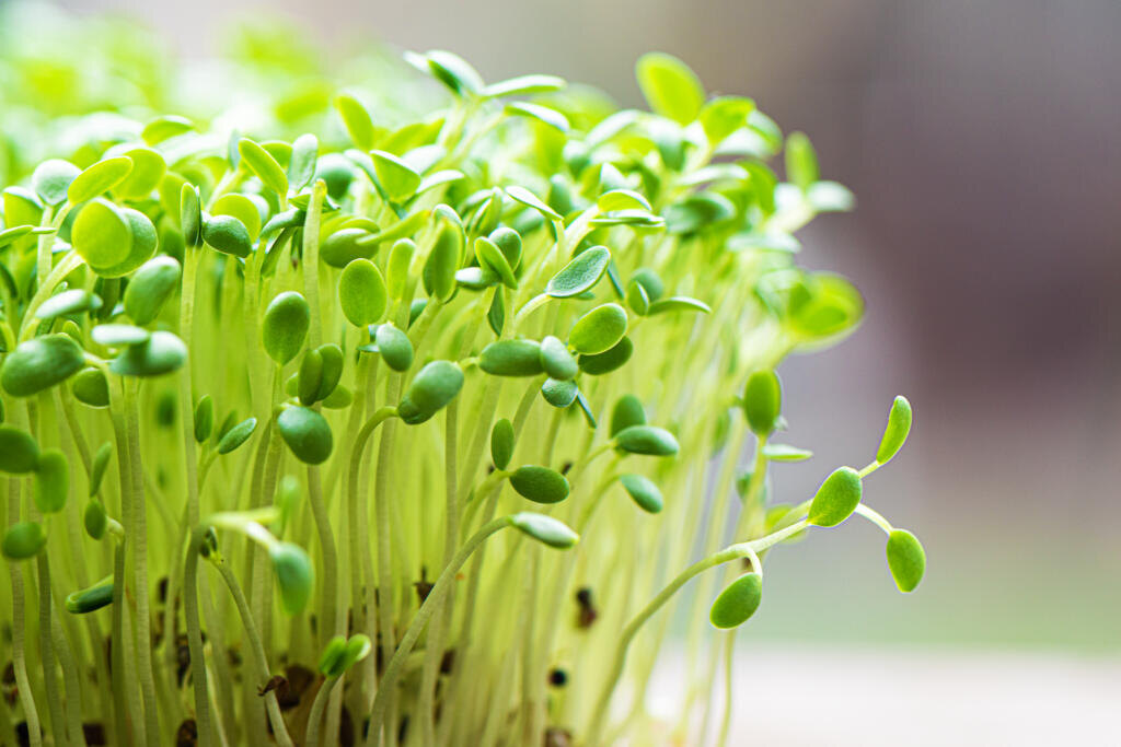 Closeup of sprouted arugula grow on wet linen mat Журналист