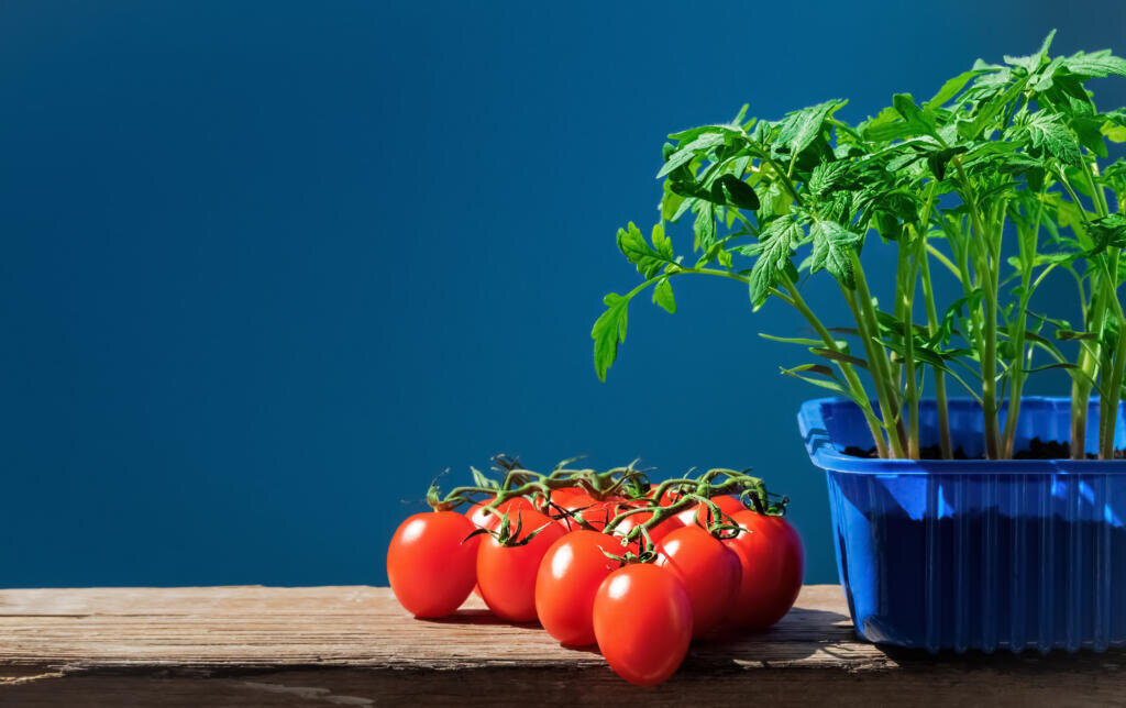 Tomato seedlings in pot and ripe tomatoes, shot in natural sunlight on blue background. Young plants in plastic pot ready for planting in the ground, organic gardening, Earth Day. Close-up, copy space Журналист