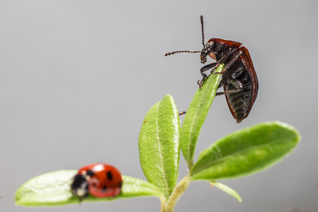 Free stock photo of animal, bug, close-up Журналист