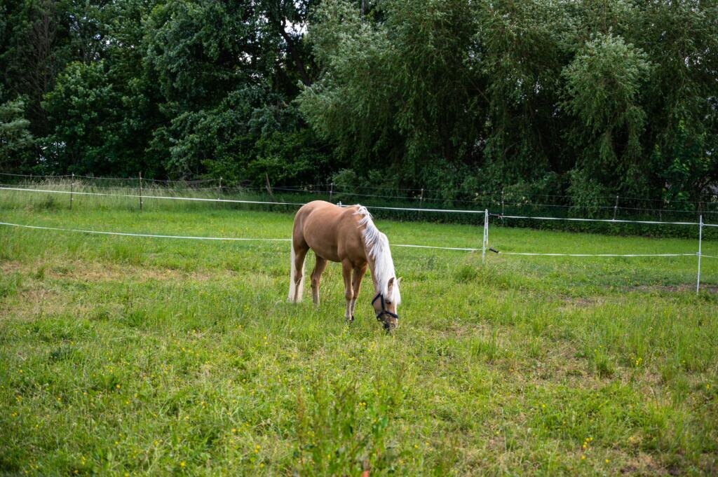 A brown mane with white hair grazing in a field under the sunlight at daytime Журналист