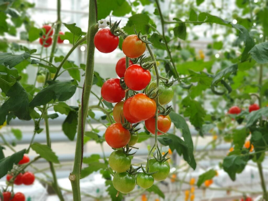 Vertical farming is sustainable agriculture for future food. Журналист