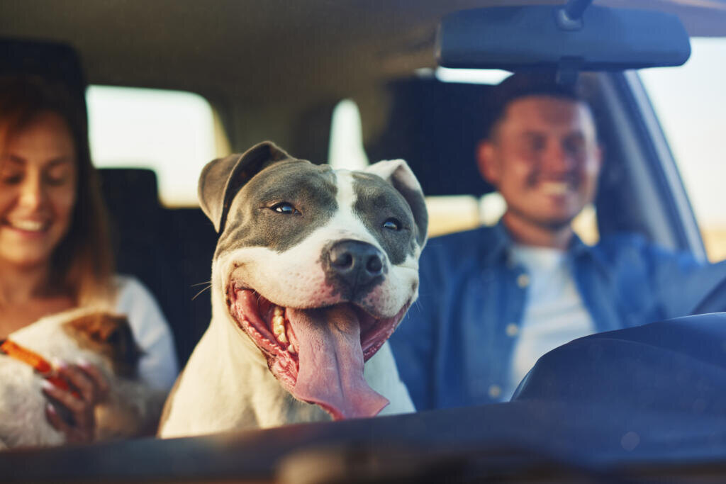 Happy dog as passenger in car Журналист